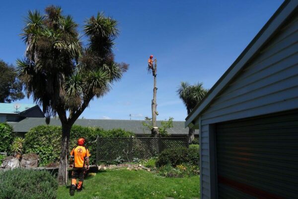 We offer tree cutting and crown pruning services for all types of commercial properties in Christchurch