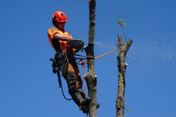 Expert arborists providing professional tree felling services in Christchurch