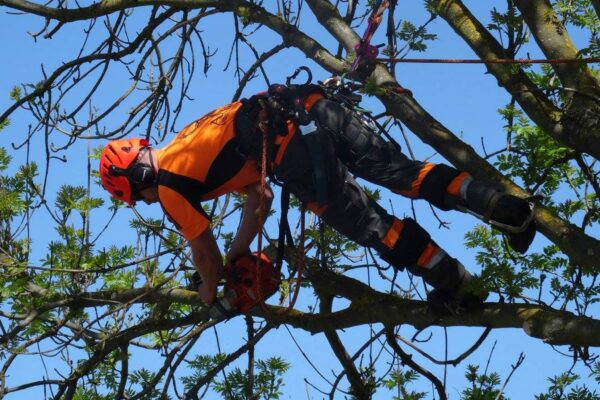 Alba Trees residential tree pruning services in Christchurch