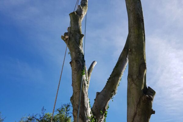 From tree planting to crown pruning, we offer complete tree care services for commercial properties in Christchurch