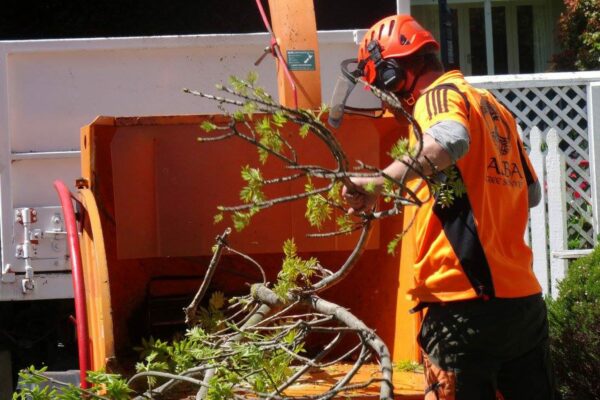 Alba Tree Services carrying out crown cleaning in Christchurch