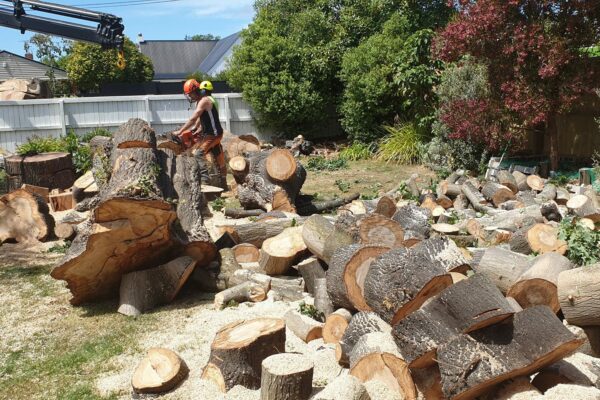 Keep your rental property looking its best with our professional tree topping and stump grinding services in Christchurch