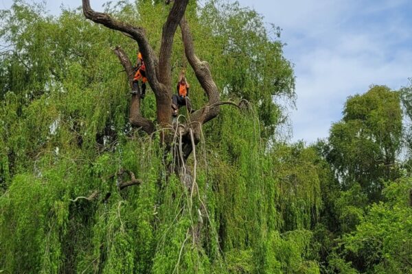 Alba Tree Services offer everything from tree removal to tree planting in Christchurch