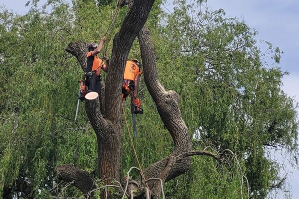 Contact Alba Tree Services for pruning, crown thinning and stump grinding services in Christchurch