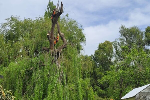 We offer tree pruning and crown thinning services across Christchurch