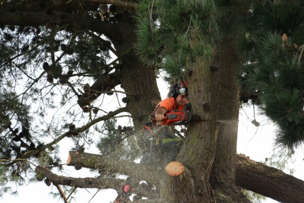 Tree cutting being carried out by Alba Tree Services in Christchurch, New Zealand