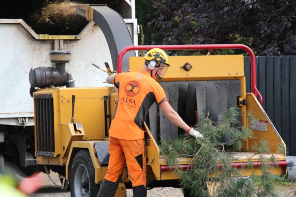 Tree cutting being carried out by Alba Tree Services in Christchurch, New Zealand