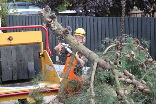 Tree cutting being carried out by Alba Tree Services in Christchurch, New Zealand