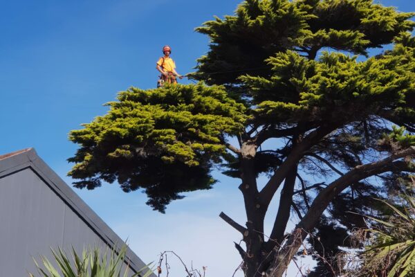 Alba Tree Services doing tree pruning in Christchurch, New Zealand