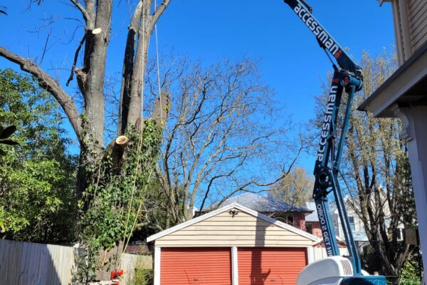 Tree work being carried out by Alba Tree Services in Christchurch, New Zealand