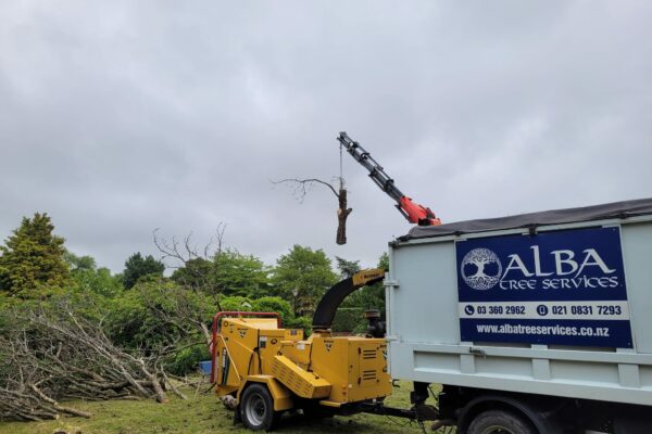 Tree work being carried out by Alba Tree Services in Christchurch, New Zealand