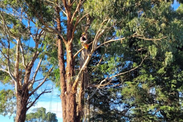 Christchurch based tree pruning and removal experts, Alba Trees