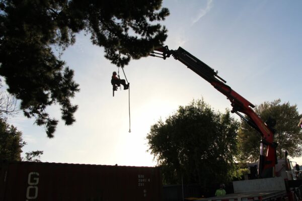 Alba Trees arborists doing tree cutting in Christchurch, Canterbury