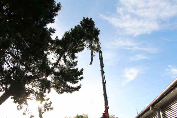 Alba Trees arborists doing tree cutting in Christchurch, Canterbury