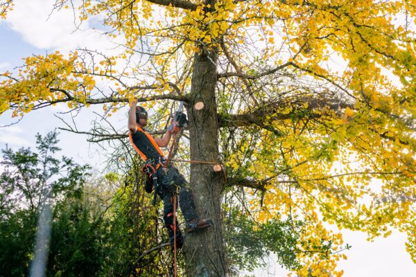 alba_tree_services_staff_and_working_photos_12.05.23_small_30